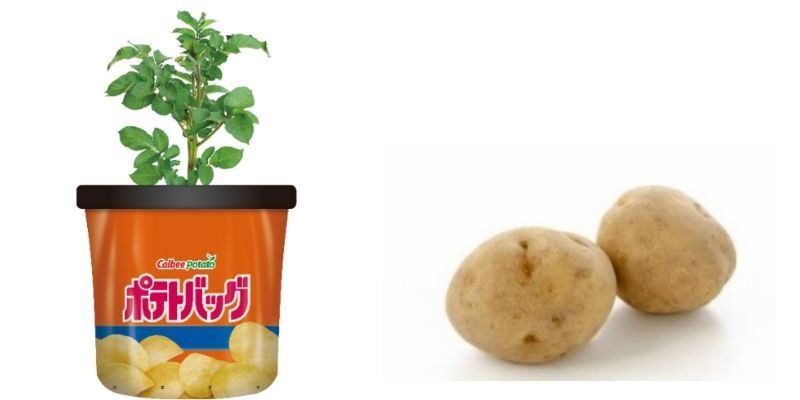 calbee ra mắt dụng cụ trồng khoai tây tại nhà